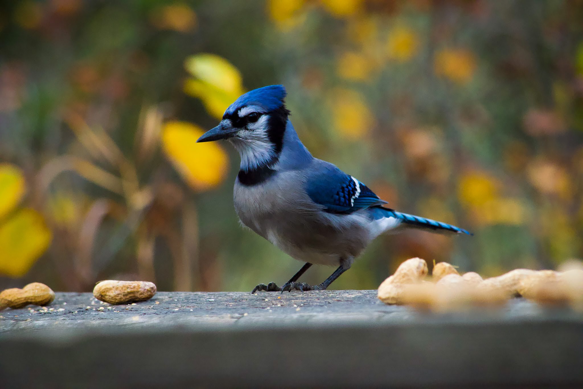 Photo of Blue Jay