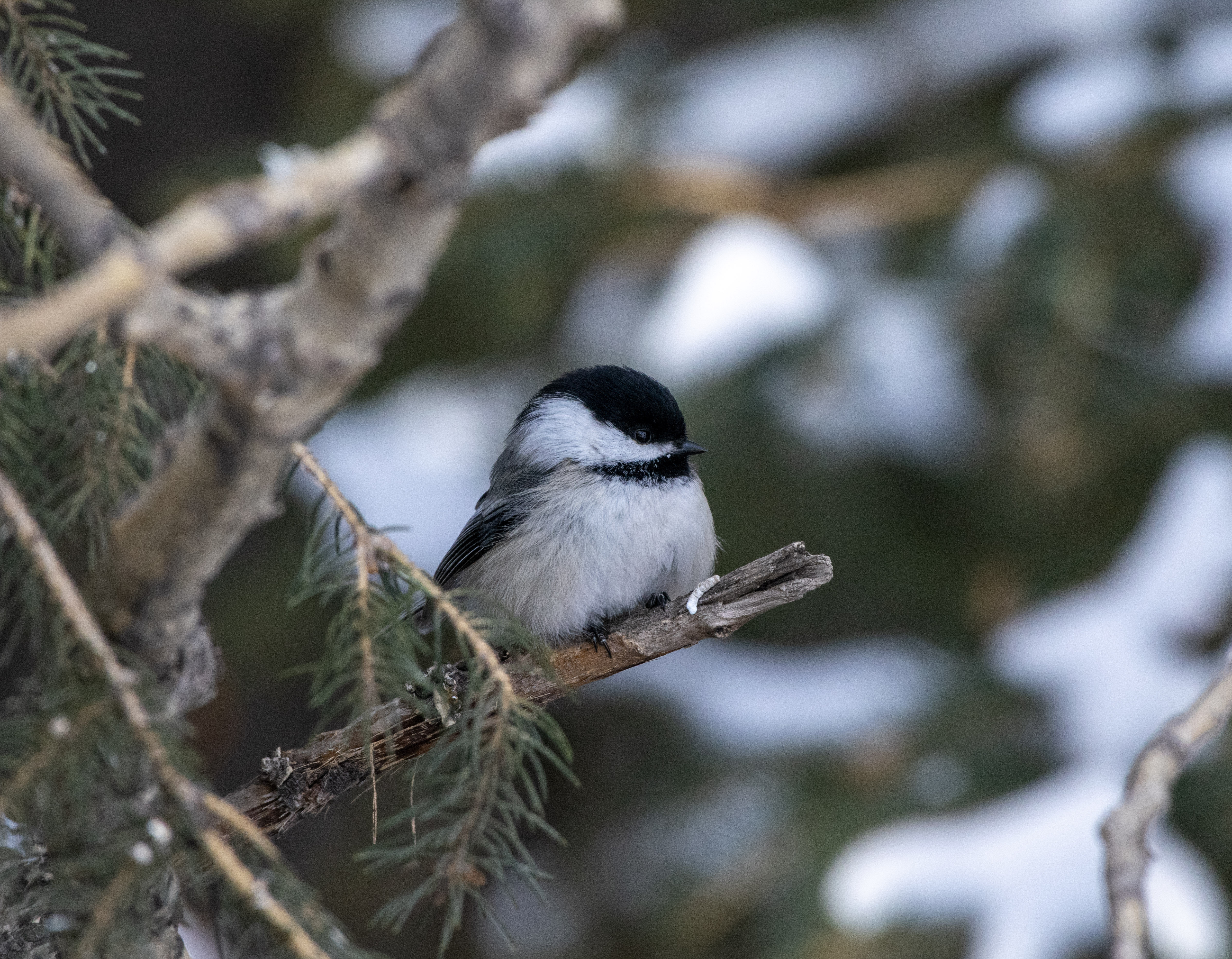 Photo of Black-Capped Chickadee