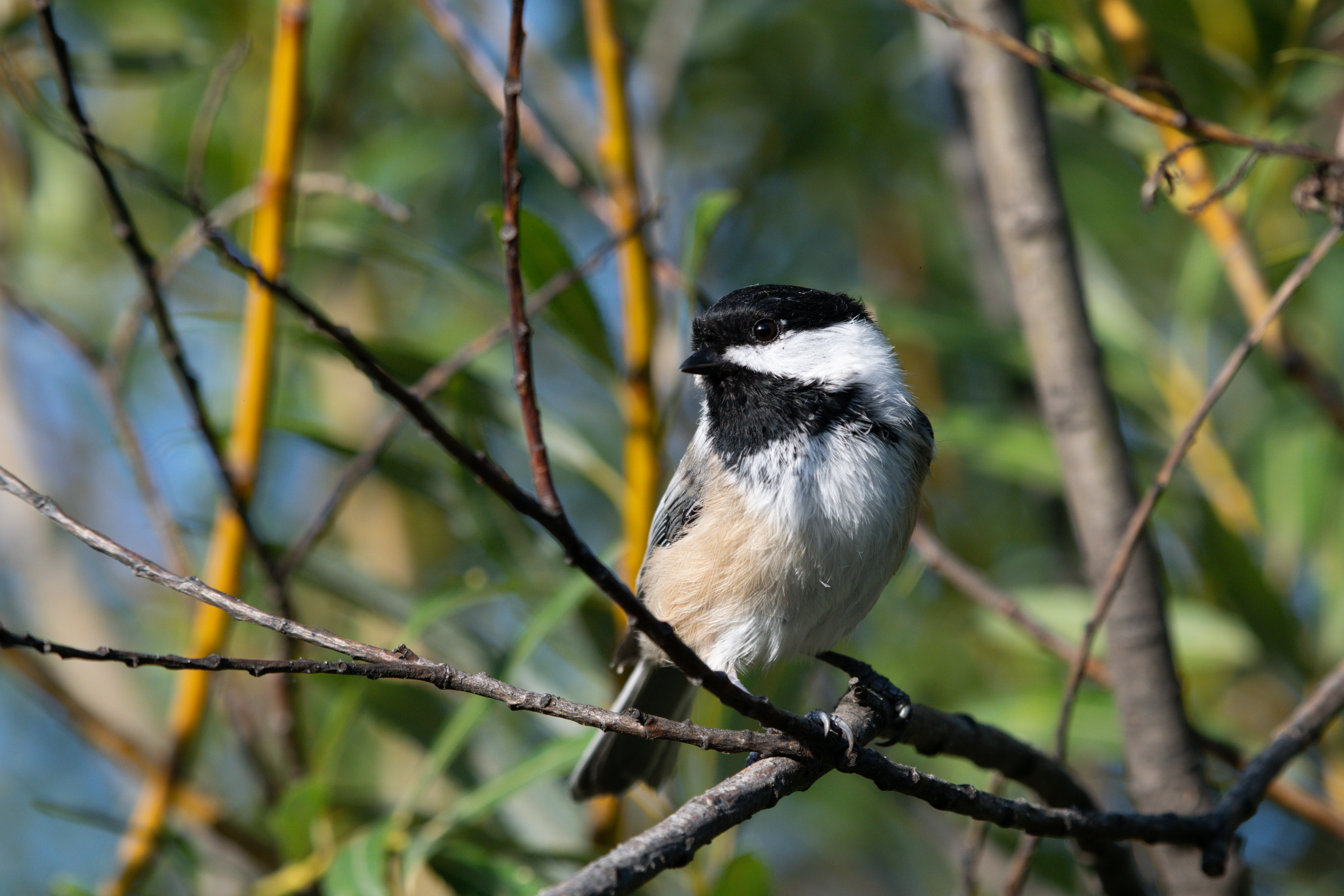 Photo of Black-Capped Chickadee