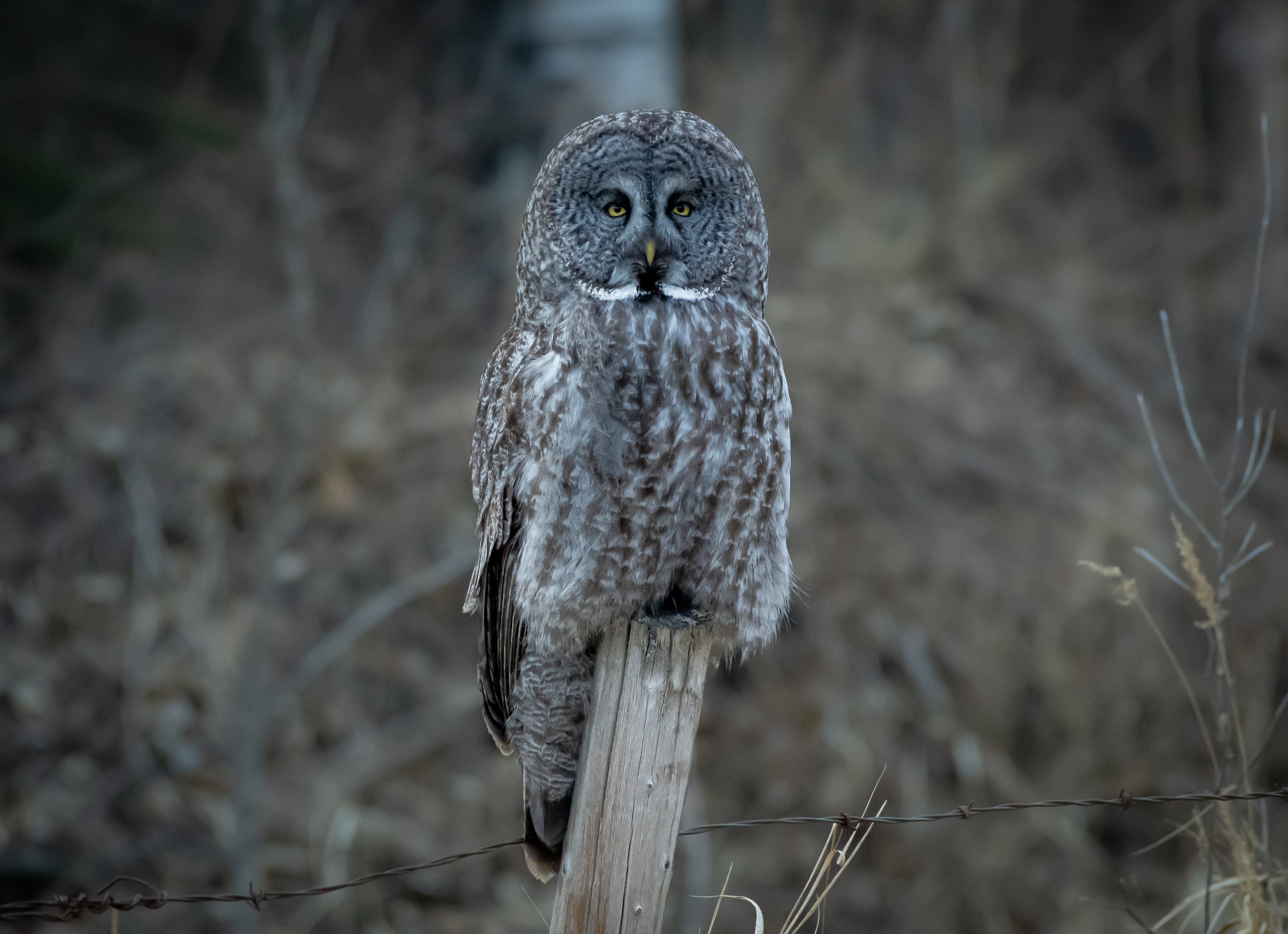Photo of Great Grey Owl (Strix Nebulosa)